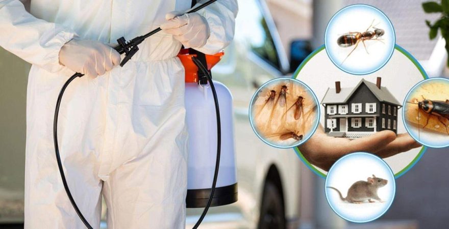 Boyalık Böcek İlaçlama