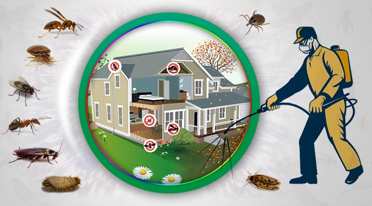 Boyalık Böcek İlaçlama