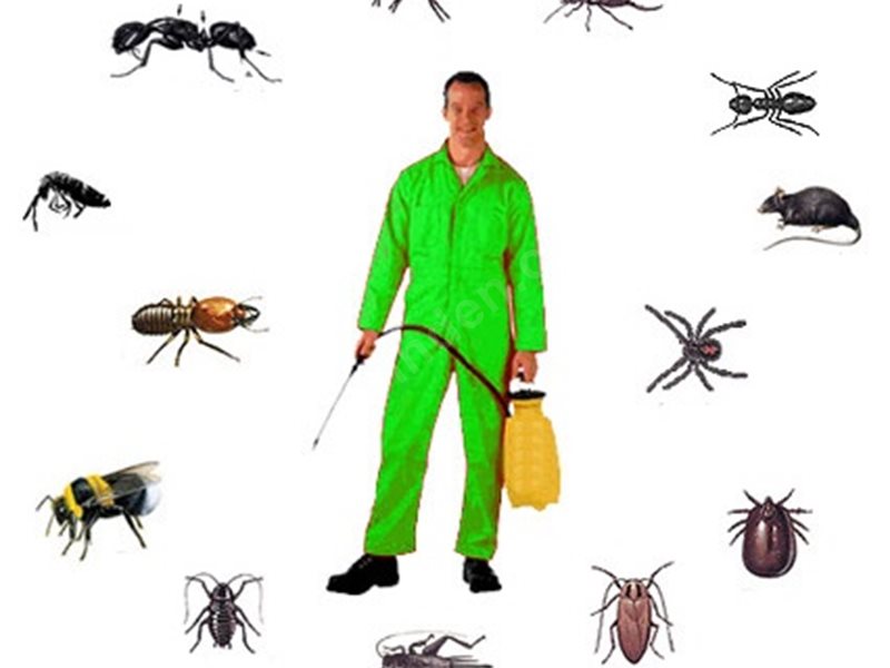 Boyalık Böcek İlaçlama